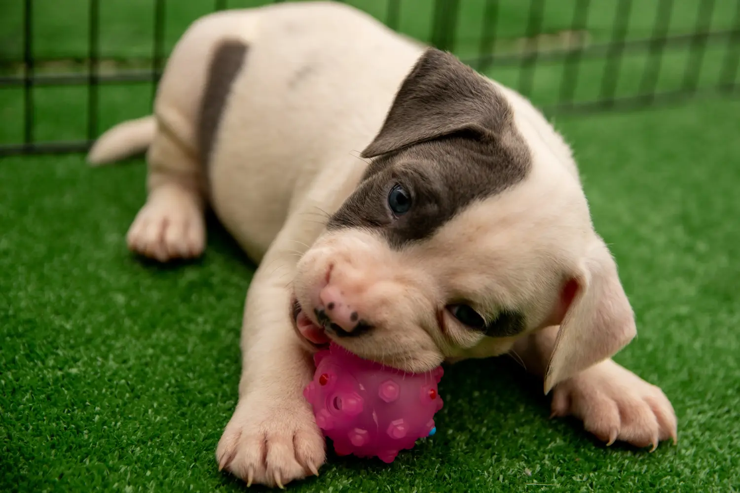 Staffordshire Bullterrier kiskutya vásárlása felelősségvállalást jelent! Staffordshire Bullterrier kölyökkutyák vásárlása.
