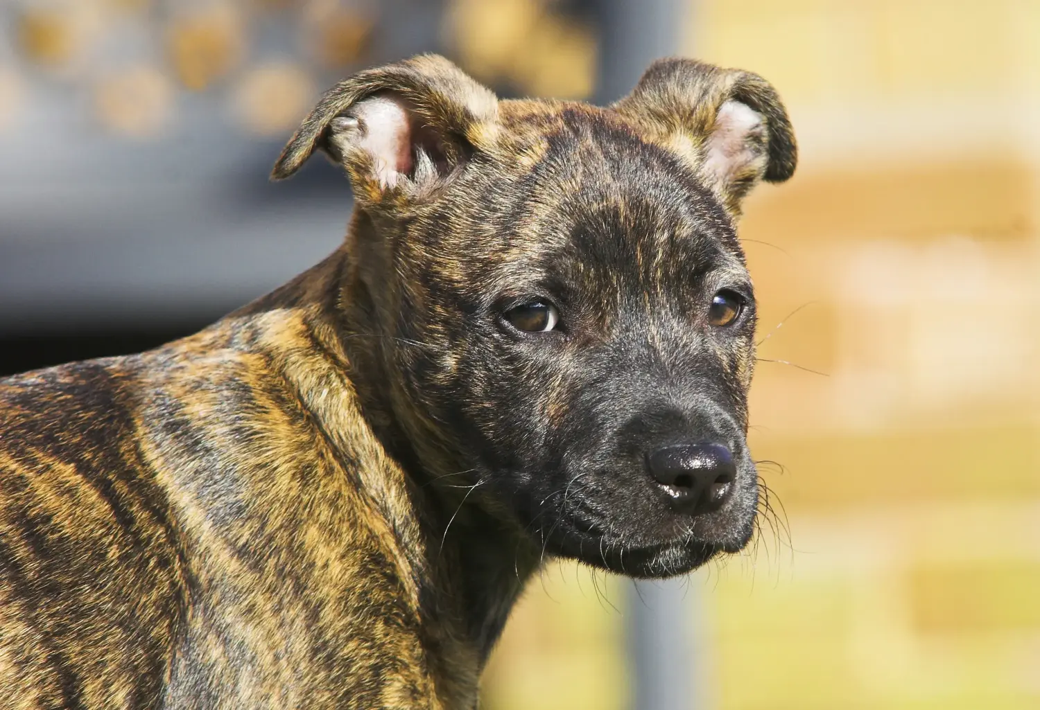 Staffordshire Bullterrier kiskutya vásárlása felelősségvállalást jelent! Staffordshire Bullterrier kölyökkutyák vásárlása.