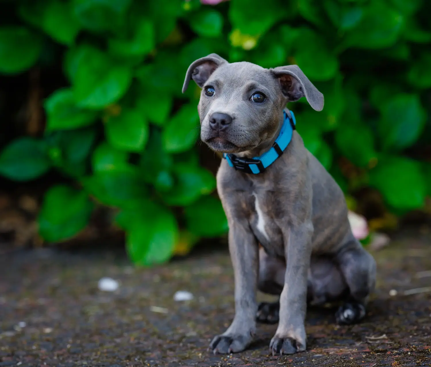 Staffordshire Bullterrier kiskutya vásárlása felelősségvállalást jelent! Staffordshire Bullterrier kölyökkutyák vásárlása.