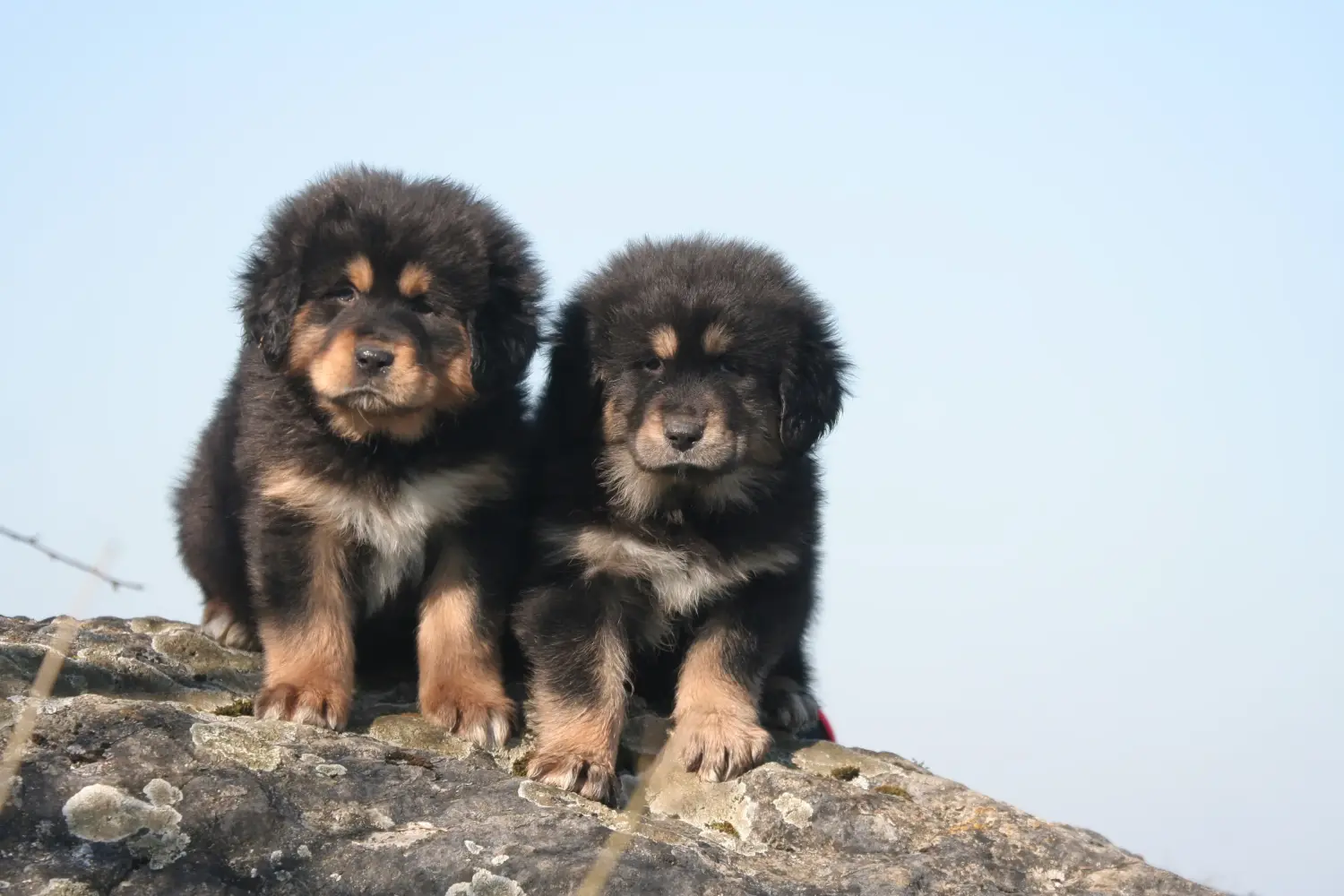 Egy tibeti masztiff kölyökkutya megvásárlása felelősségvállalást jelent! Vásároljon tibeti masztiff kölyköket.