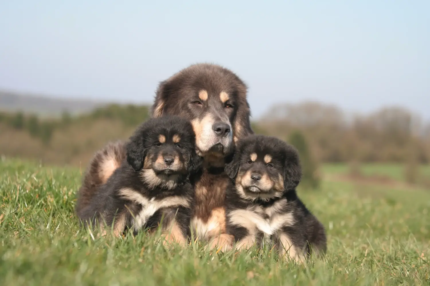 Egy tibeti masztiff kölyökkutya megvásárlása felelősségvállalást jelent! Vásároljon tibeti masztiff kölyköket.