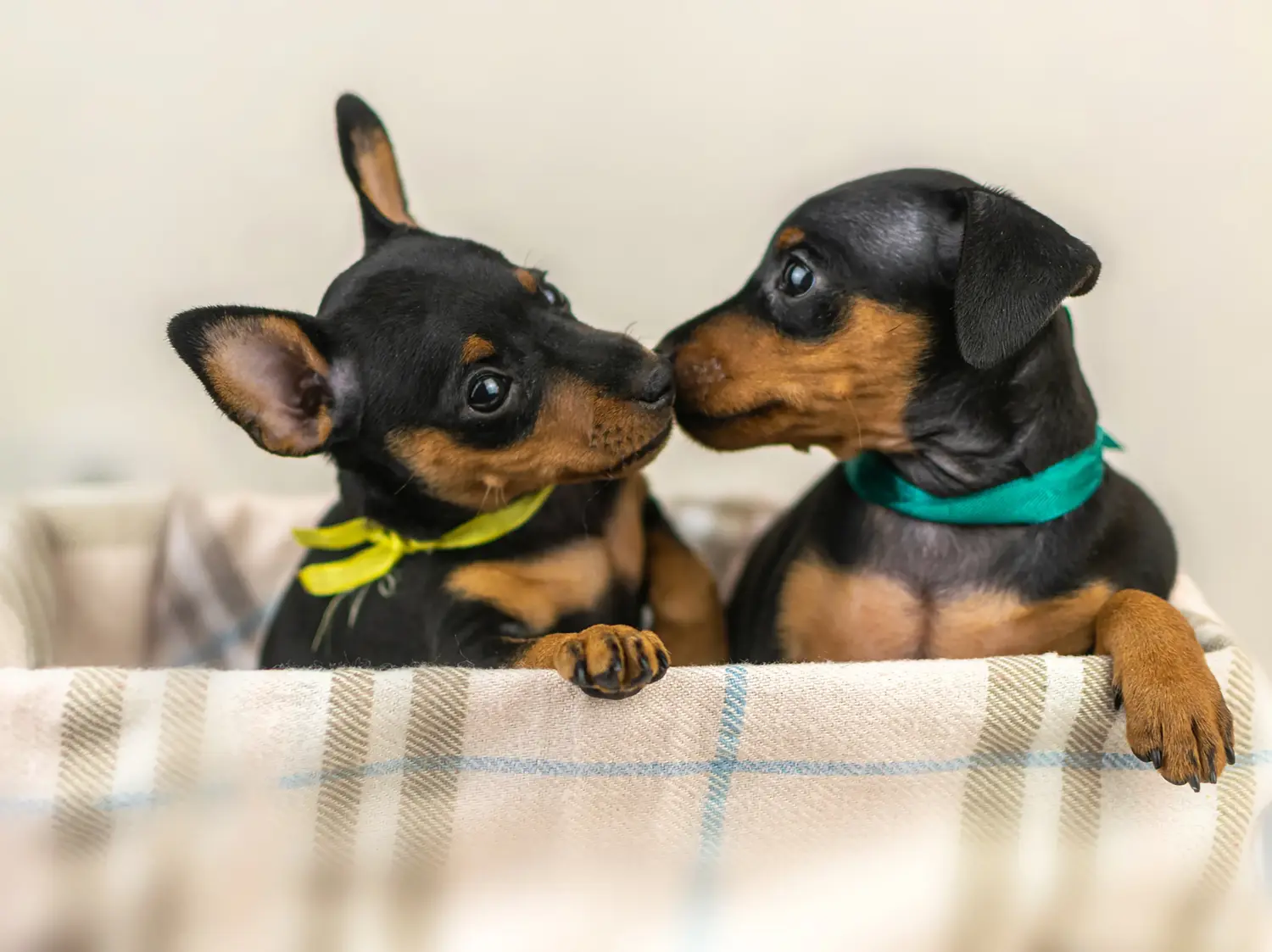 Egy miniatűr pinscher kiskutya megvásárlása felelősségvállalást jelent! Vásároljon miniatűr pinscher kiskutyákat.
