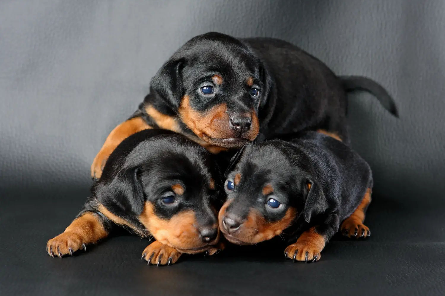 Egy miniatűr pinscher kiskutya megvásárlása felelősségvállalást jelent! Vásároljon miniatűr pinscher kiskutyákat.