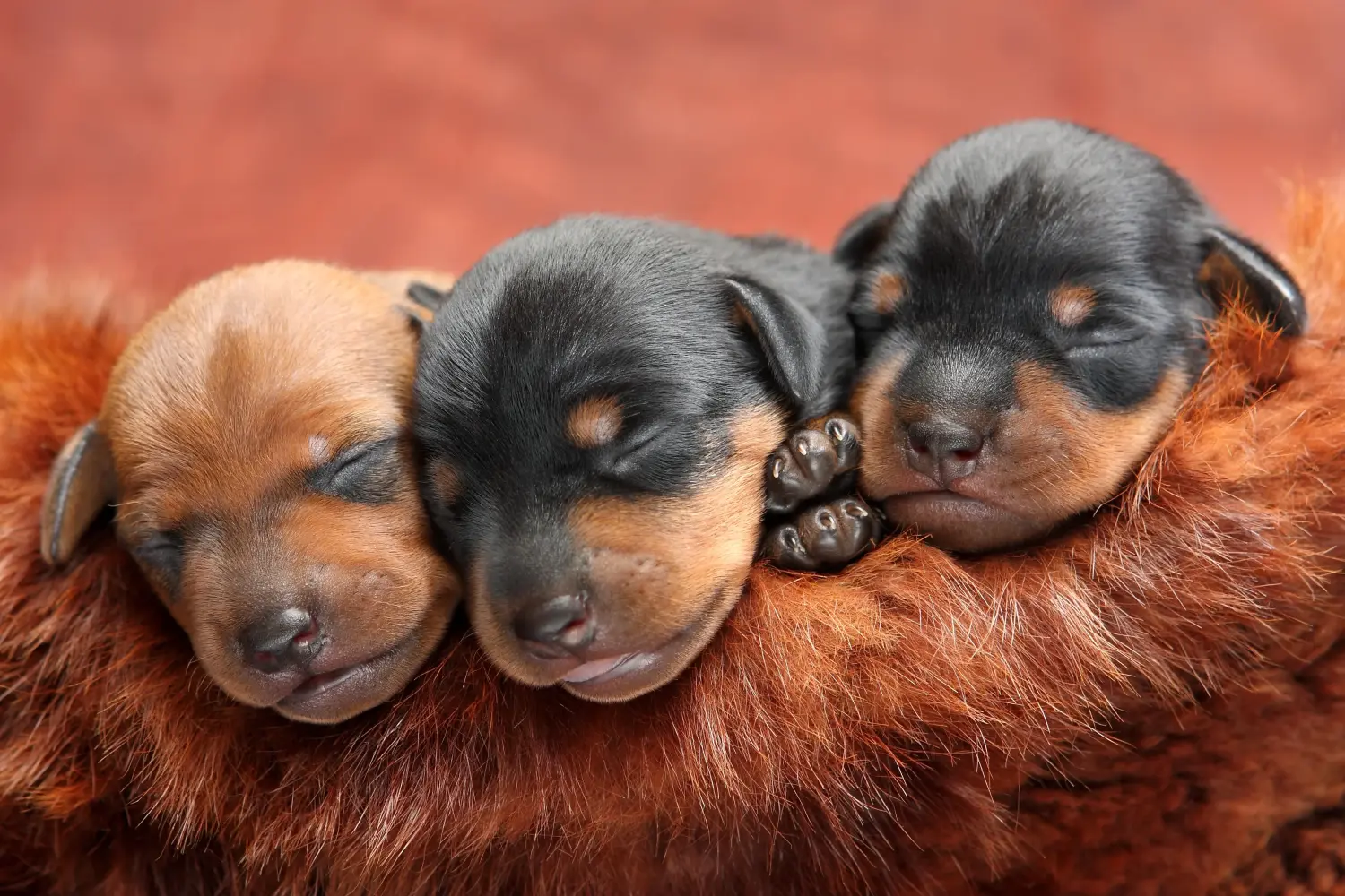 Egy miniatűr pinscher kiskutya megvásárlása felelősségvállalást jelent! Vásároljon miniatűr pinscher kiskutyákat.