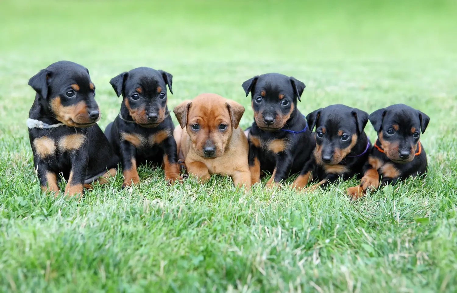 Egy miniatűr pinscher kiskutya megvásárlása felelősségvállalást jelent! Vásároljon miniatűr pinscher kiskutyákat.