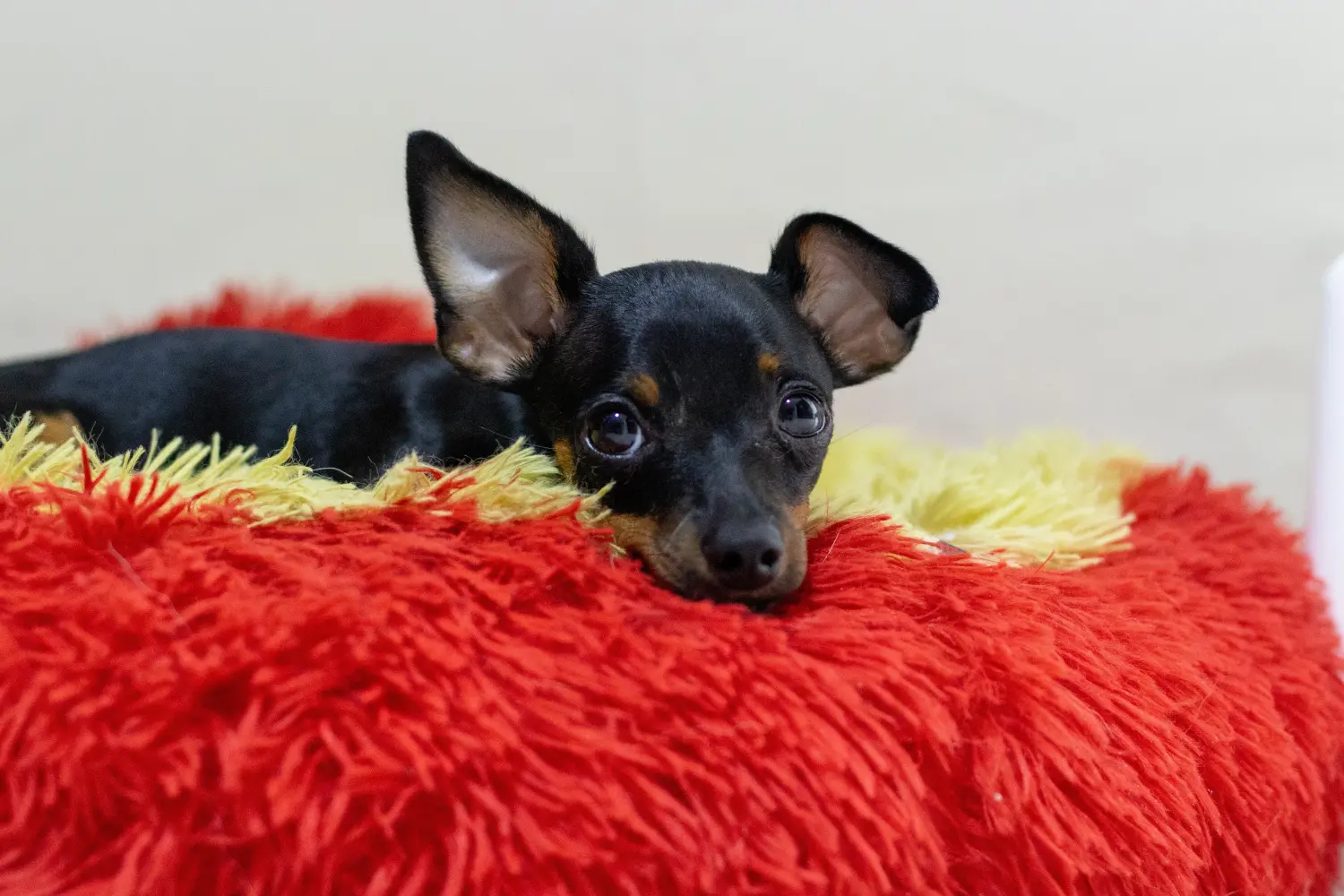 Egy miniatűr pinscher kiskutya megvásárlása felelősségvállalást jelent! Vásároljon miniatűr pinscher kiskutyákat.