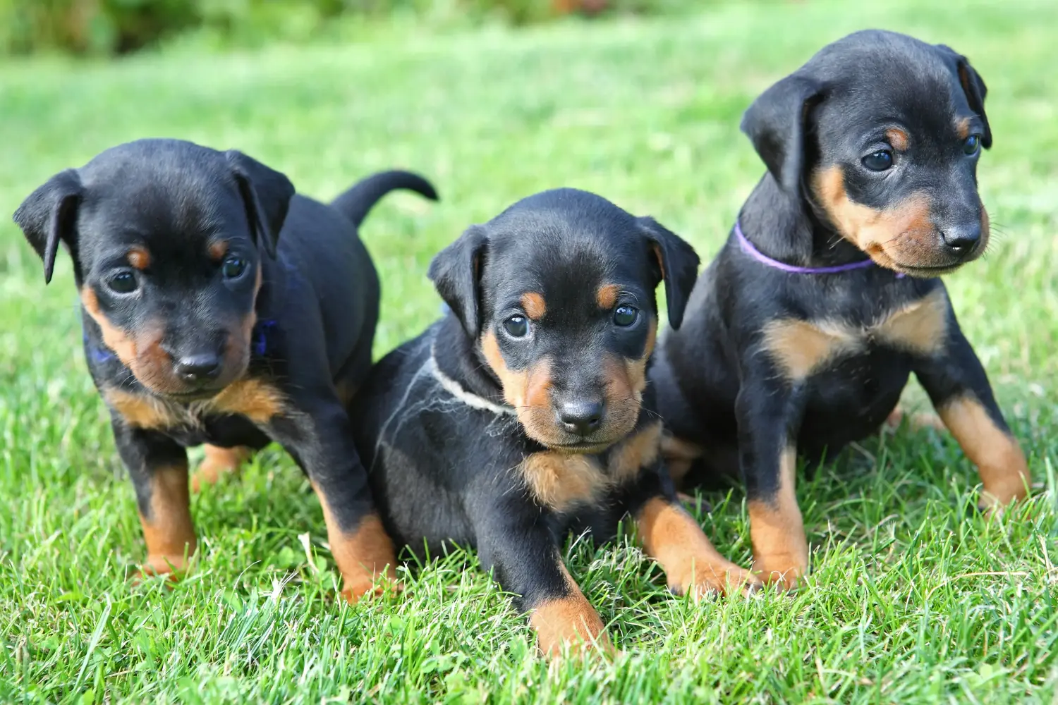 Egy miniatűr pinscher kiskutya megvásárlása felelősségvállalást jelent! Vásároljon miniatűr pinscher kiskutyákat.