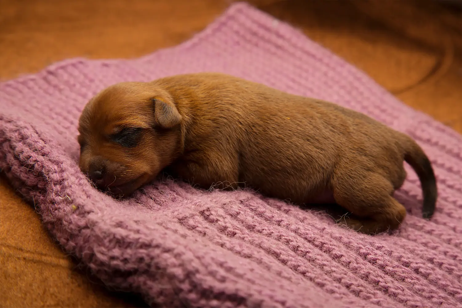 Egy miniatűr pinscher kiskutya megvásárlása felelősségvállalást jelent! Vásároljon miniatűr pinscher kiskutyákat.