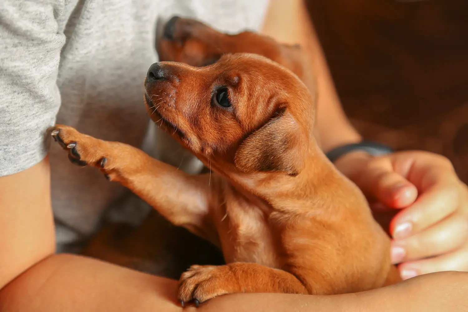 Egy miniatűr pinscher kiskutya megvásárlása felelősségvállalást jelent! Vásároljon miniatűr pinscher kiskutyákat.