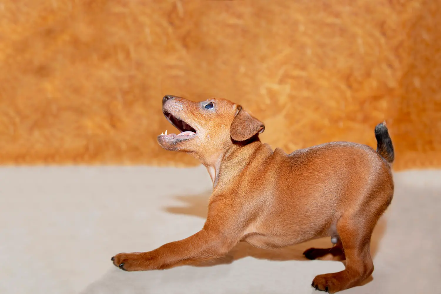 Egy miniatűr pinscher kiskutya megvásárlása felelősségvállalást jelent! Vásároljon miniatűr pinscher kiskutyákat.