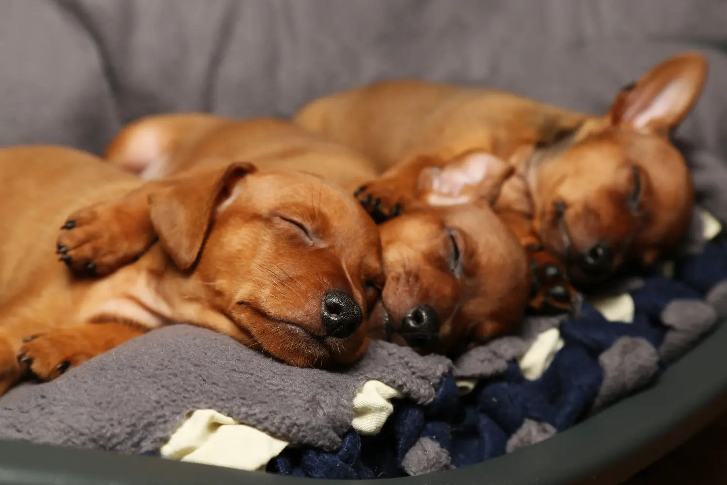 Egy miniatűr pinscher kiskutya megvásárlása felelősségvállalást jelent! Vásároljon miniatűr pinscher kiskutyákat.