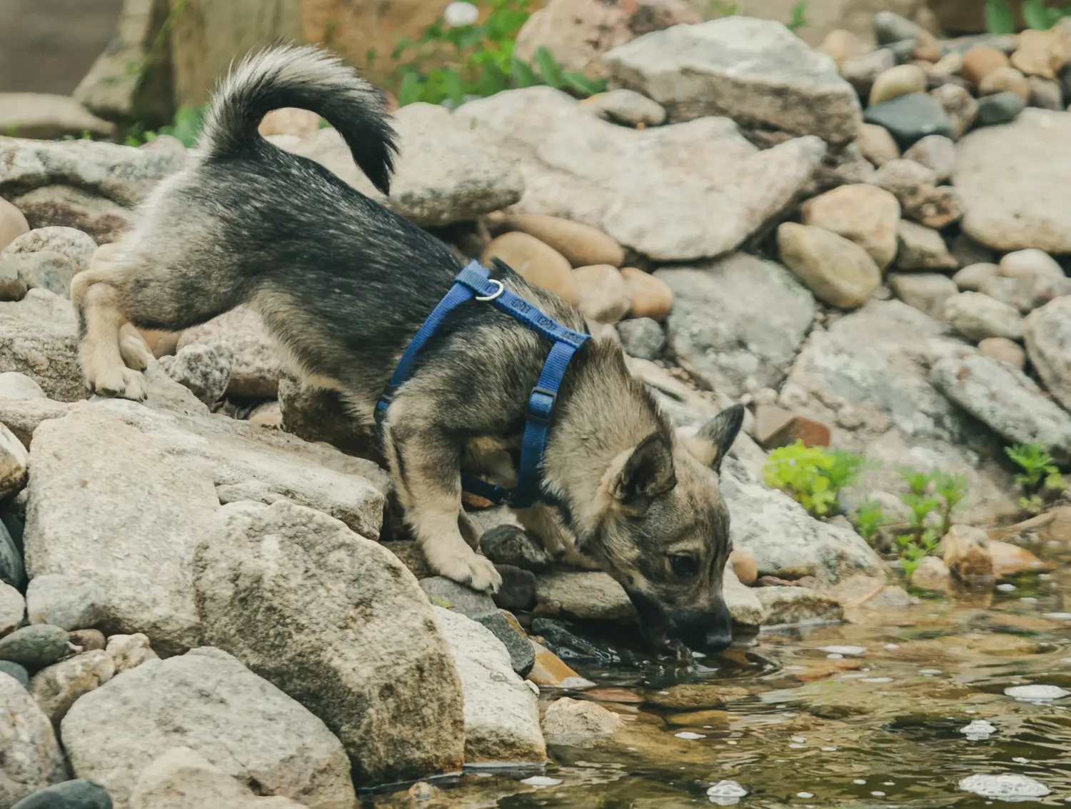 Västgötaspets kiskutya vásárlása felelősségvállalást jelent! Vásároljon Västgötaspets kiskutyákat.