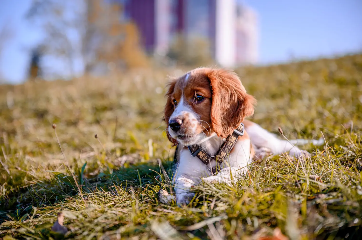 Egy welsh springer spániel kölyökkutya megvásárlása felelősségvállalást jelent! Vásároljon Welsh Springer spániel kölyökkutyákat.