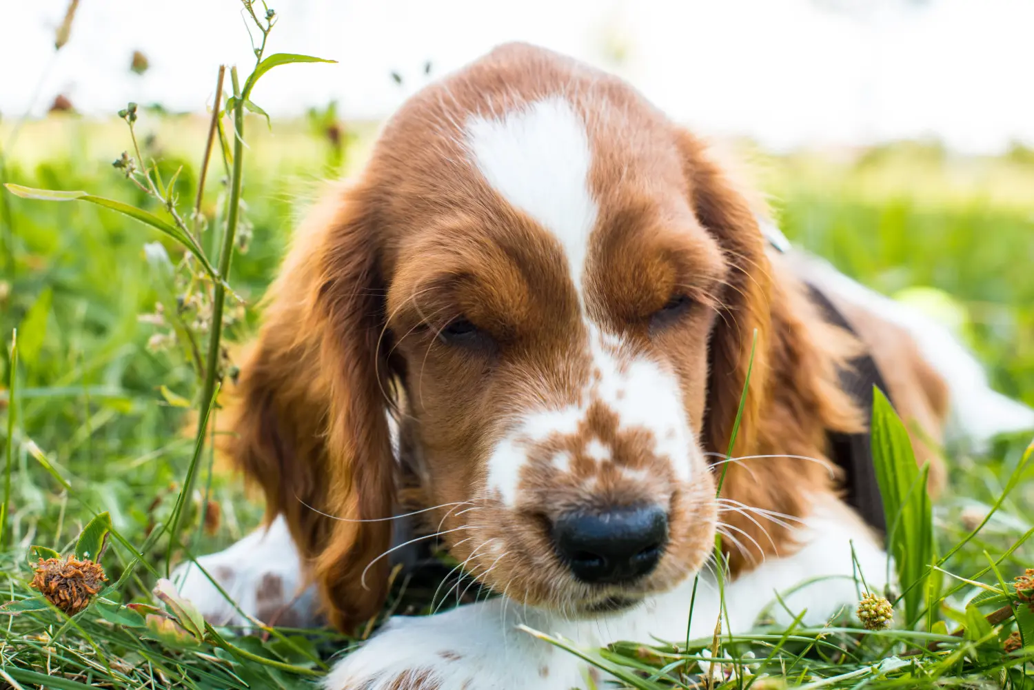 Egy welsh springer spániel kölyökkutya megvásárlása felelősségvállalást jelent! Vásároljon Welsh Springer spániel kölyökkutyákat.