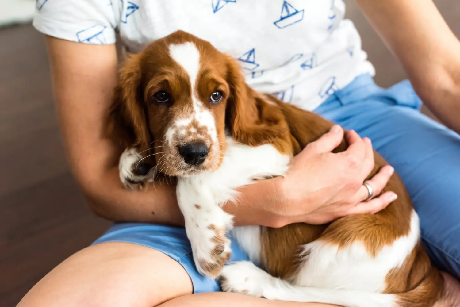 Egy welsh springer spániel kölyökkutya megvásárlása felelősségvállalást jelent! Vásároljon Welsh Springer spániel kölyökkutyákat.