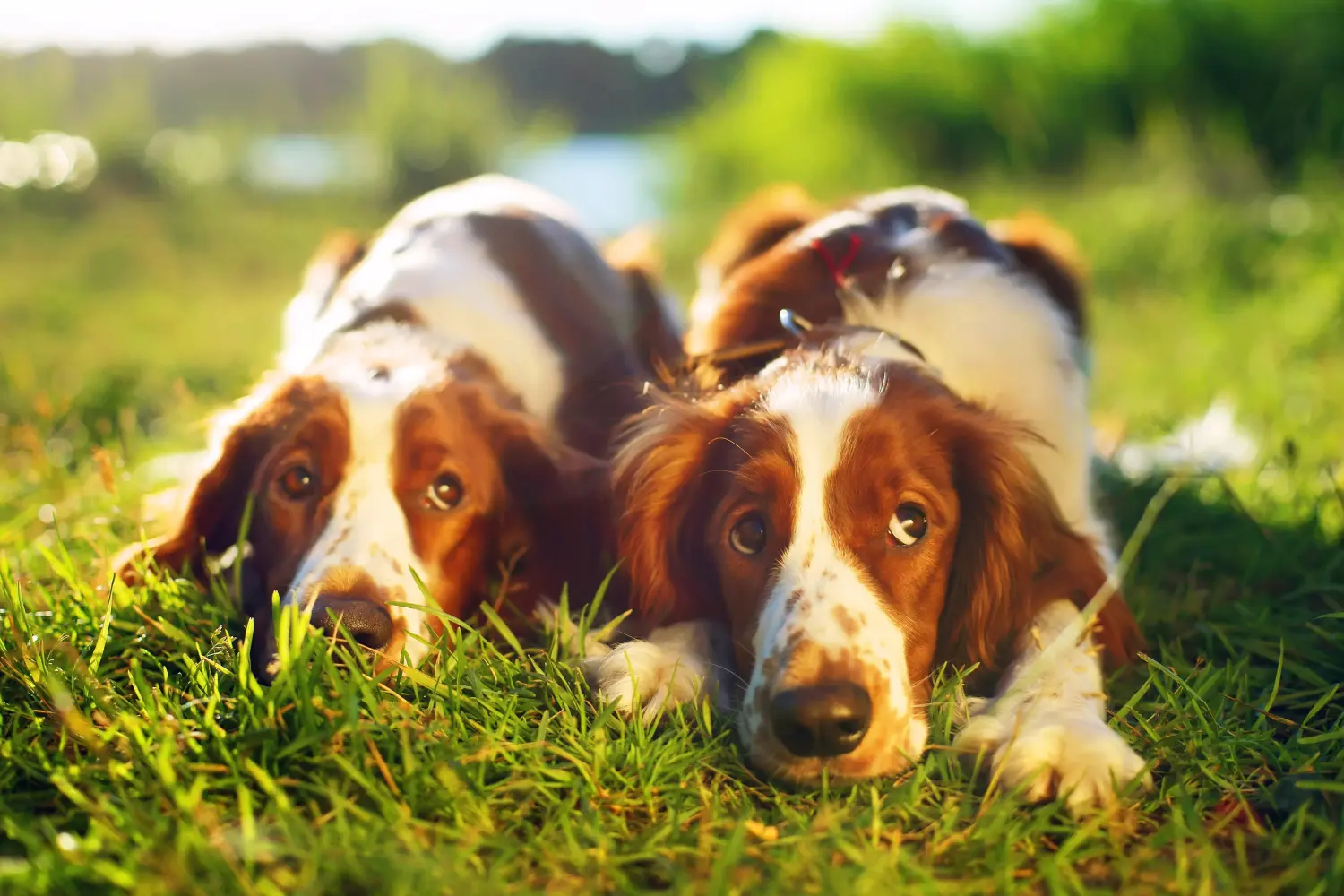 Egy welsh springer spániel kölyökkutya megvásárlása felelősségvállalást jelent! Vásároljon Welsh Springer spániel kölyökkutyákat.