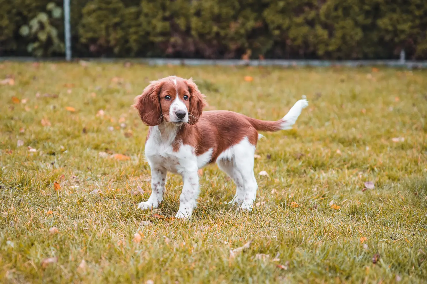 Egy welsh springer spániel kölyökkutya megvásárlása felelősségvállalást jelent! Vásároljon Welsh Springer spániel kölyökkutyákat.