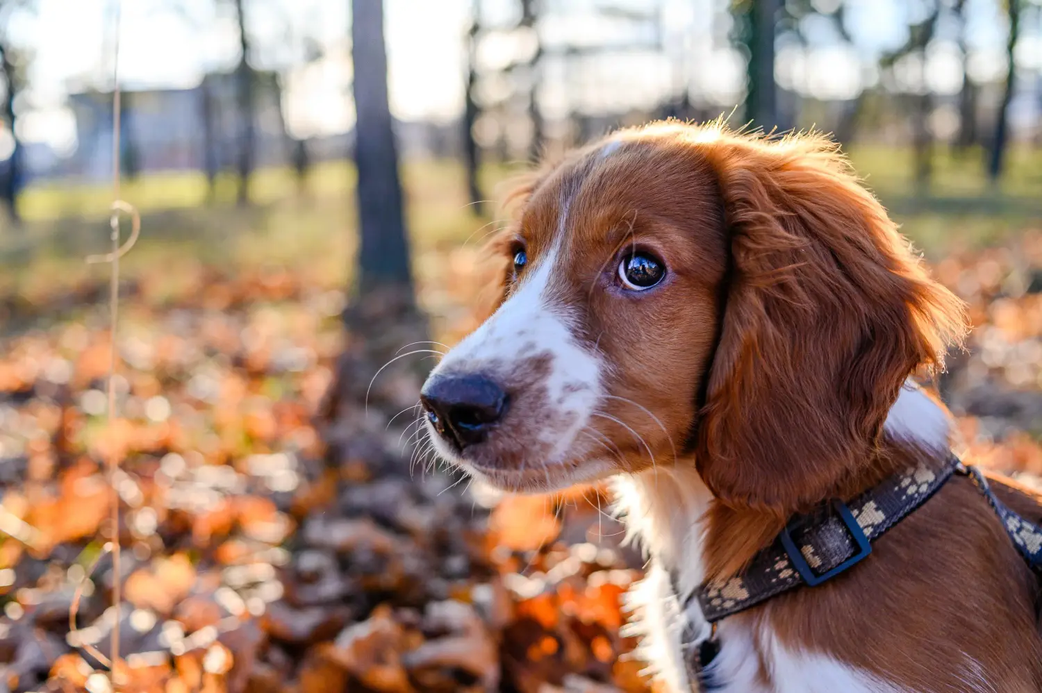 Egy welsh springer spániel kölyökkutya megvásárlása felelősségvállalást jelent! Vásároljon Welsh Springer spániel kölyökkutyákat.