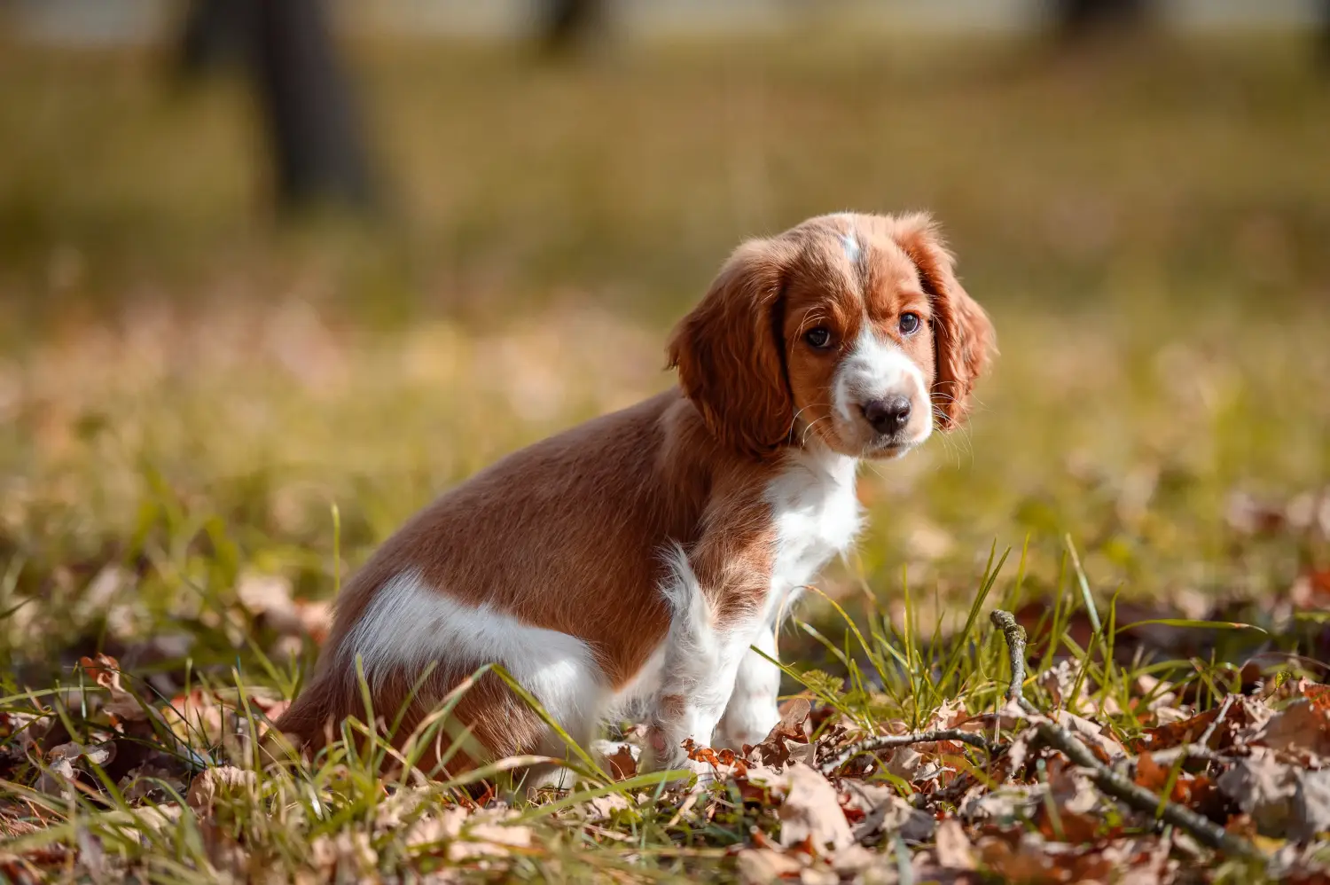 Egy welsh springer spániel kölyökkutya megvásárlása felelősségvállalást jelent! Vásároljon Welsh Springer spániel kölyökkutyákat.