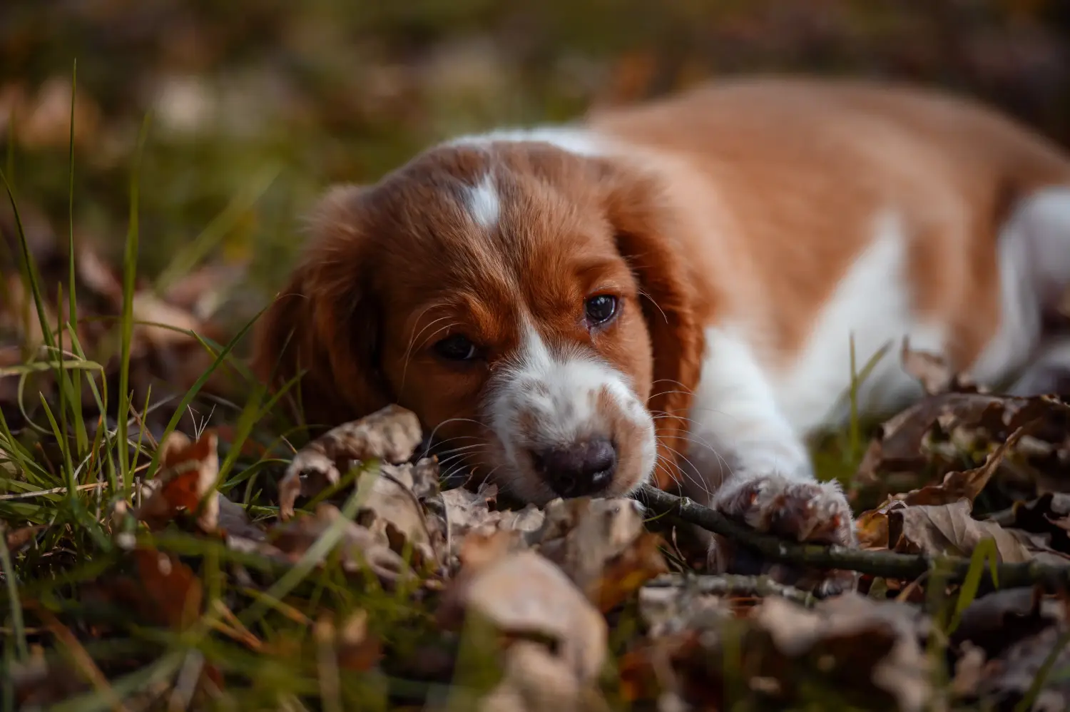 Egy welsh springer spániel kölyökkutya megvásárlása felelősségvállalást jelent! Vásároljon Welsh Springer spániel kölyökkutyákat.