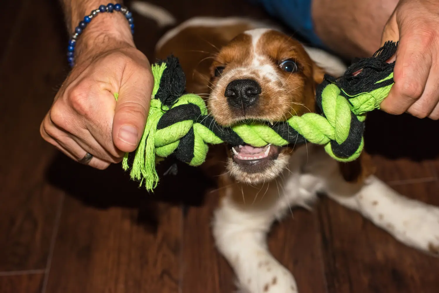 Egy welsh springer spániel kölyökkutya megvásárlása felelősségvállalást jelent! Vásároljon Welsh Springer spániel kölyökkutyákat.