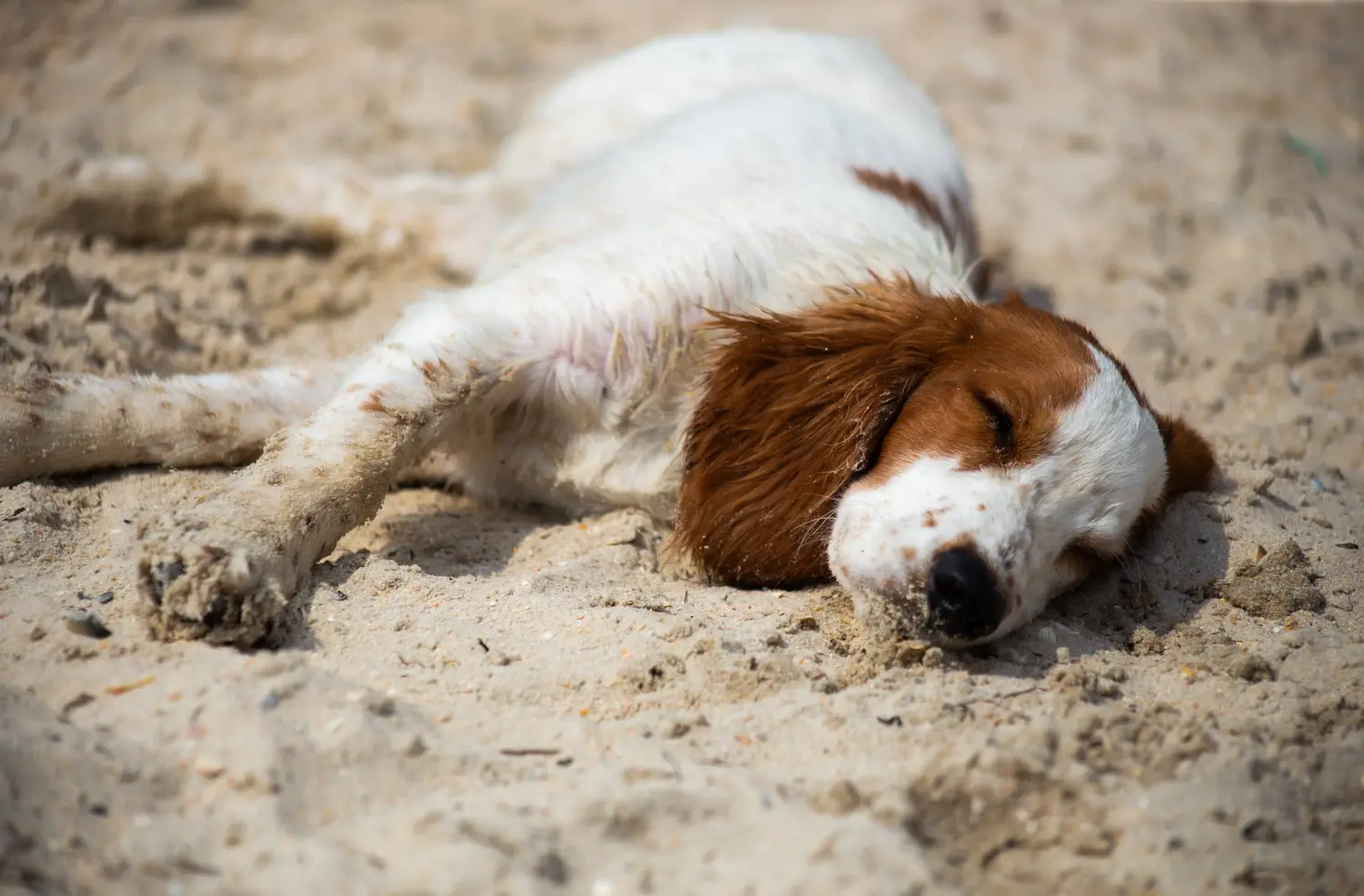 Egy welsh springer spániel kölyökkutya megvásárlása felelősségvállalást jelent! Vásároljon Welsh Springer spániel kölyökkutyákat.