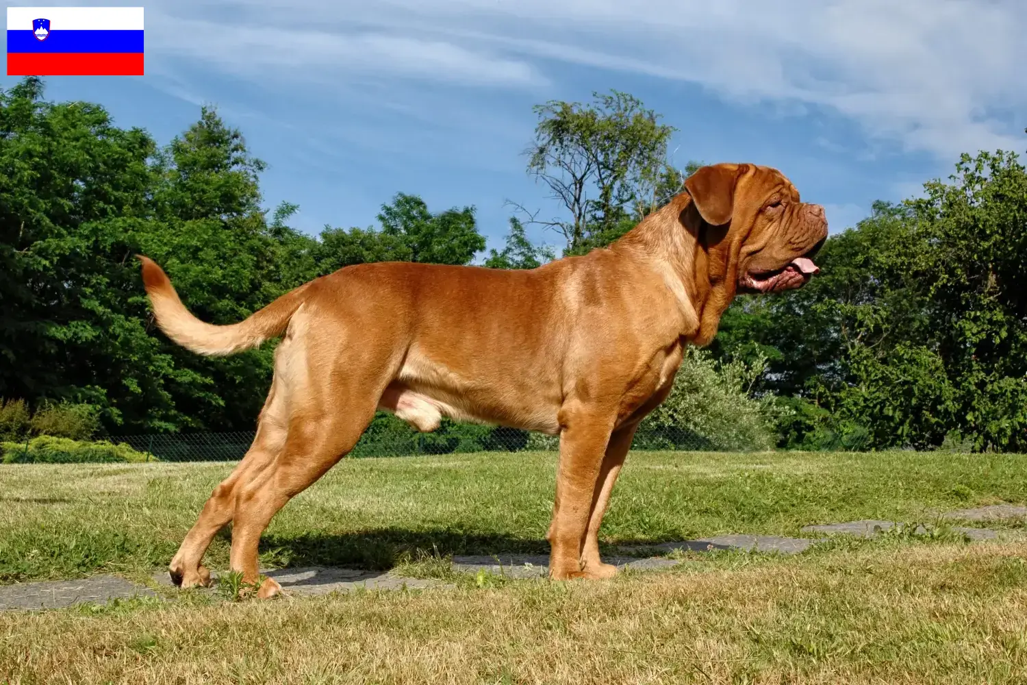 Bordeaux-i dög kiskutyák és tenyésztők Szlovénia Itt talál bordeaux-i dog tenyésztőket Szlovéniában.