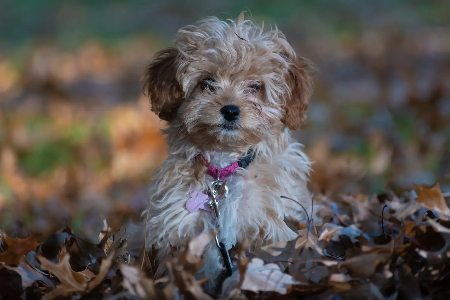 Egy Cavoodle kölyökkutya megvásárlása felelősségvállalást jelent! Vásároljon Cavoodle kölyökkutyákat.