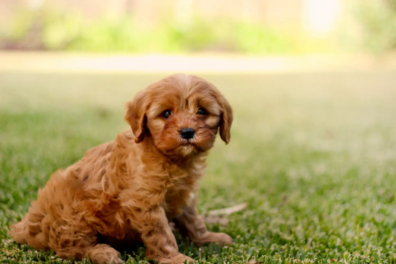 Egy Cavoodle kölyökkutya megvásárlása felelősségvállalást jelent! Vásároljon Cavoodle kölyökkutyákat.