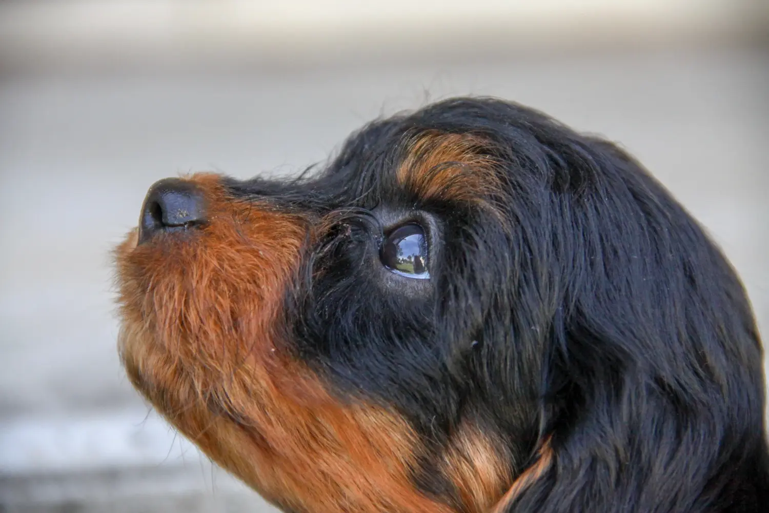 Egy Cavoodle kölyökkutya megvásárlása felelősségvállalást jelent! Vásároljon Cavoodle kölyökkutyákat.