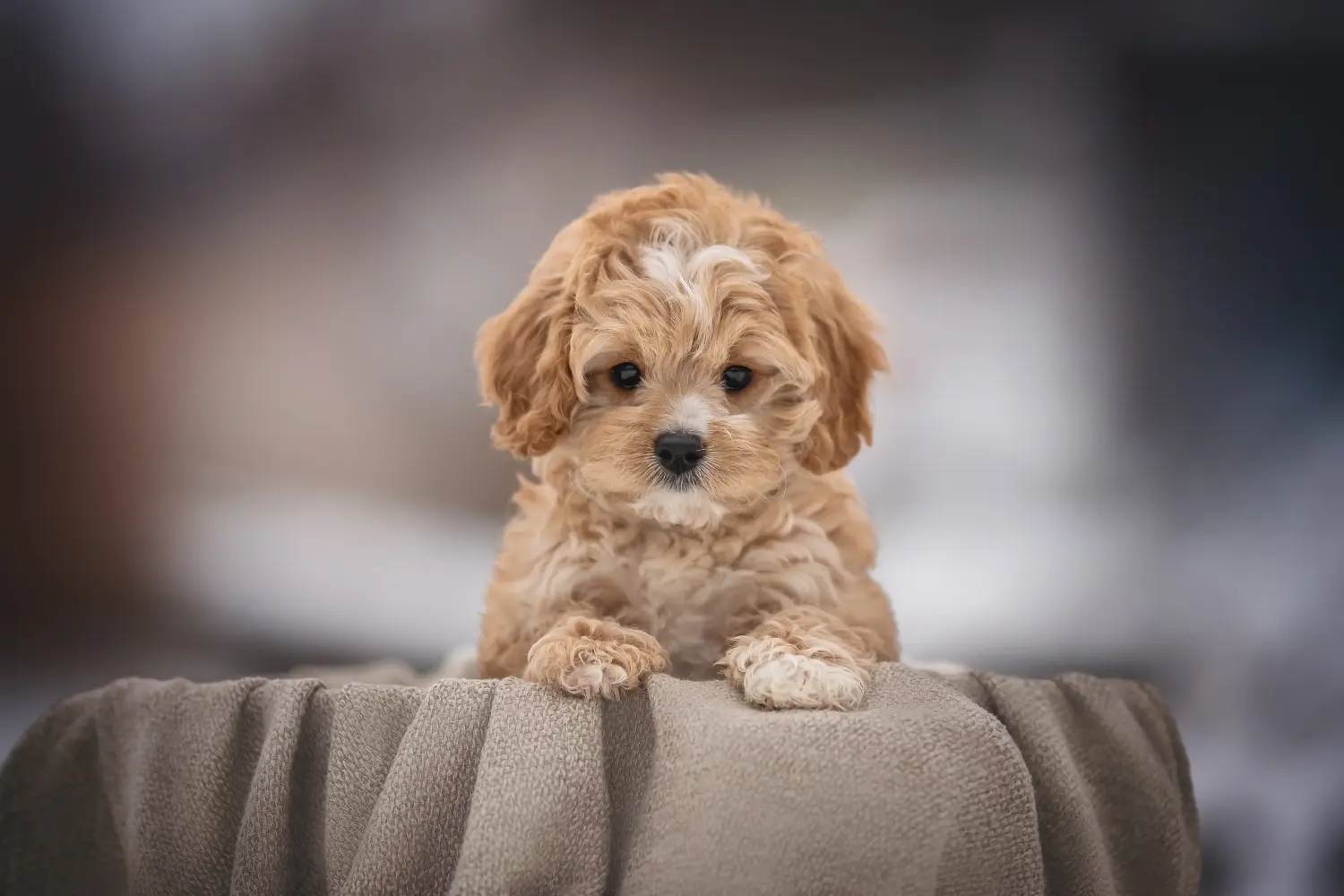 Egy Cavoodle kölyökkutya megvásárlása felelősségvállalást jelent! Vásároljon Cavoodle kölyökkutyákat.