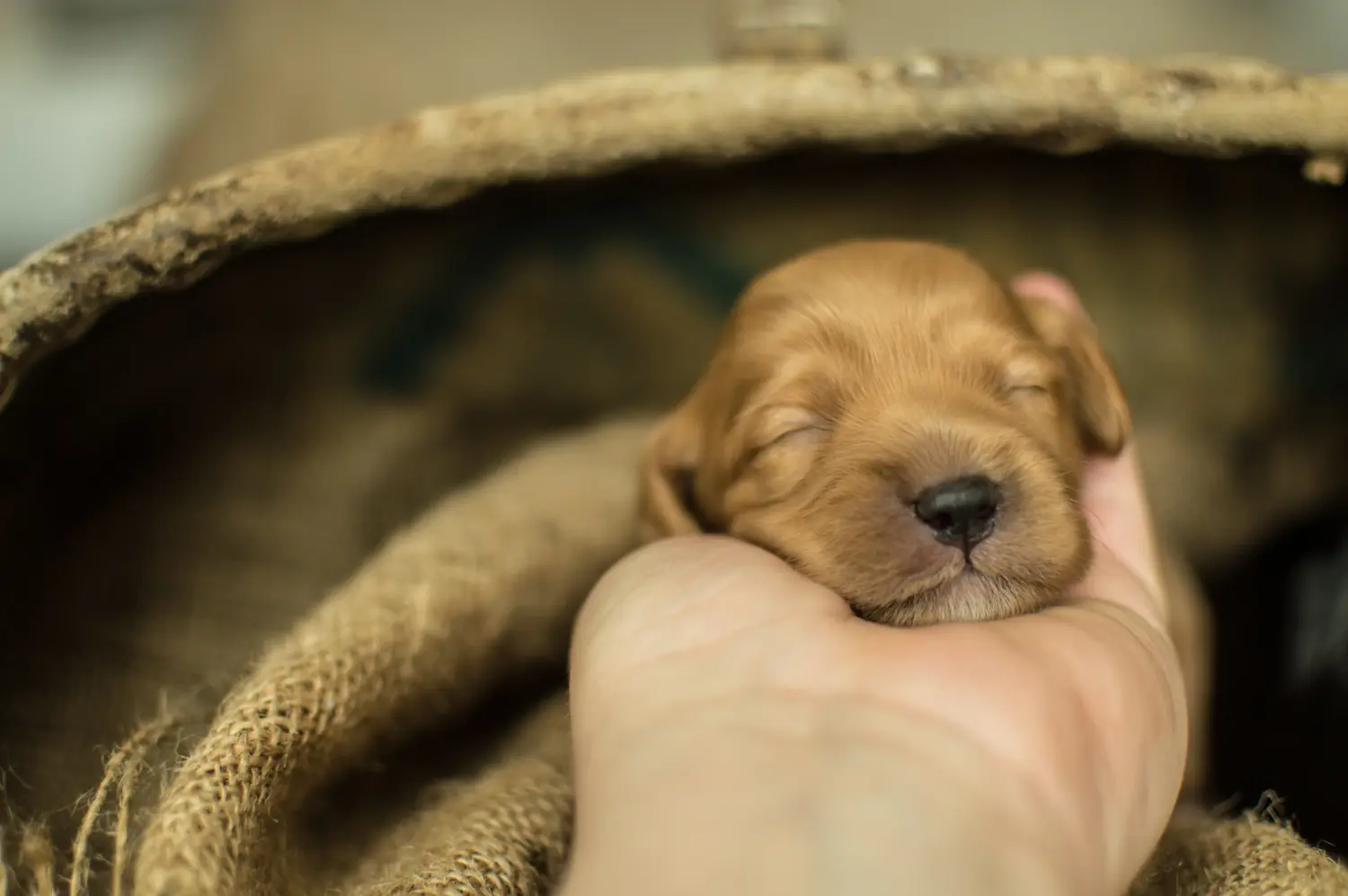 Egy Cavoodle kölyökkutya megvásárlása felelősségvállalást jelent! Vásároljon Cavoodle kölyökkutyákat.