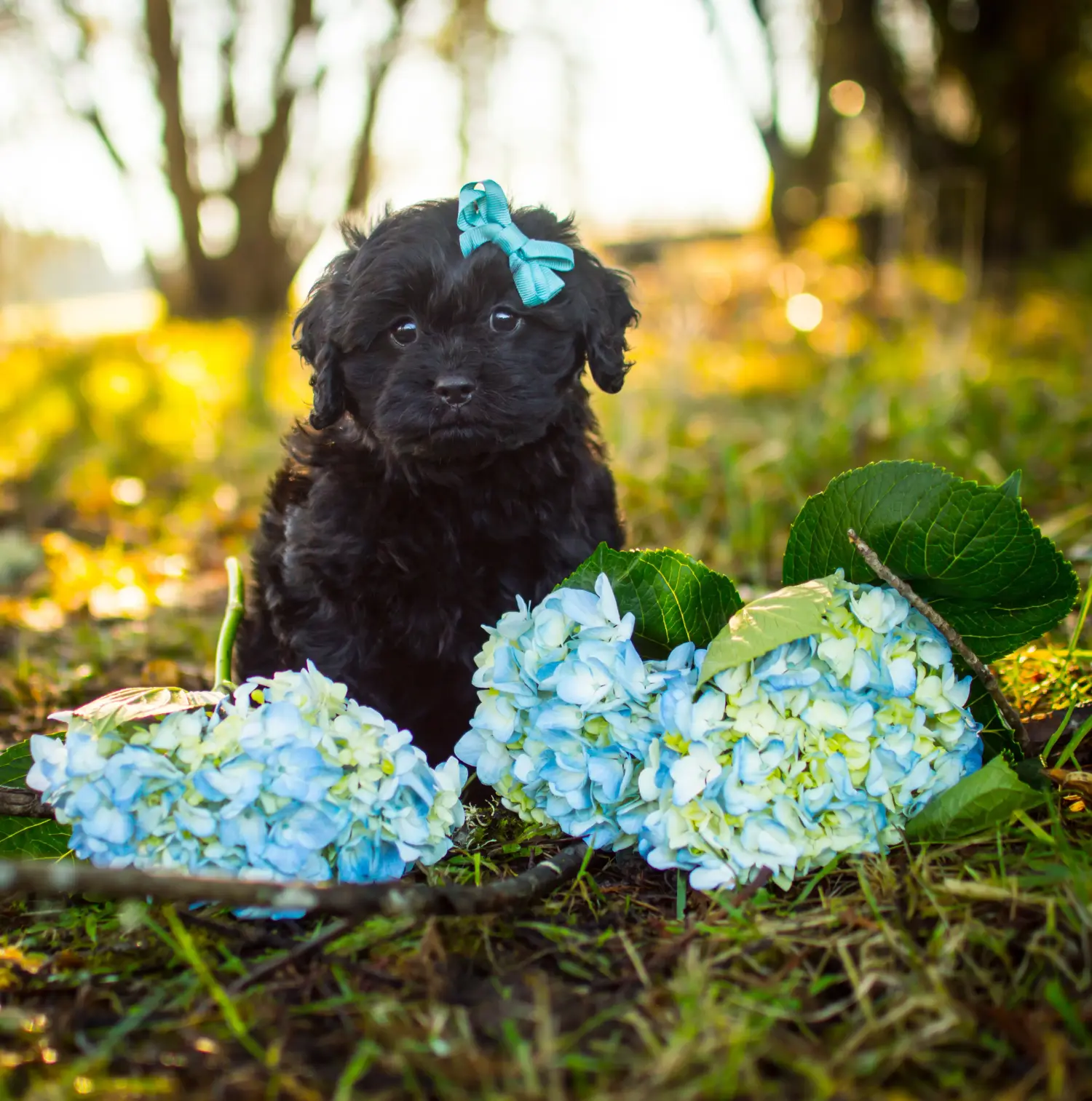 Egy Cavoodle kölyökkutya megvásárlása felelősségvállalást jelent! Vásároljon Cavoodle kölyökkutyákat.