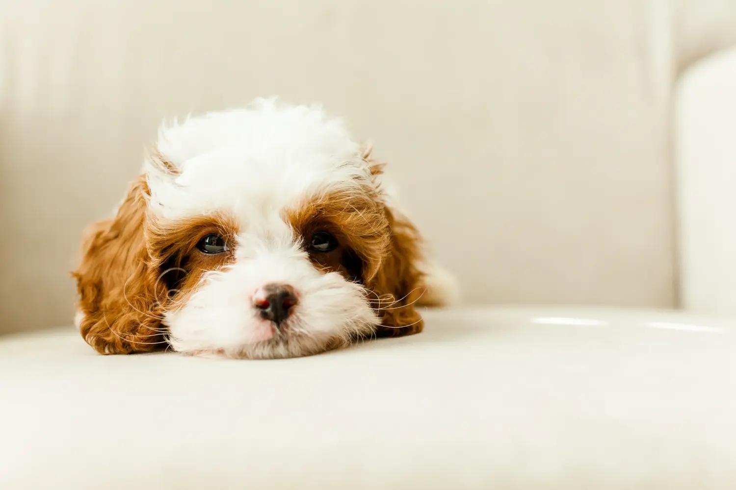 Egy Cavoodle kölyökkutya megvásárlása felelősségvállalást jelent! Vásároljon Cavoodle kölyökkutyákat.
