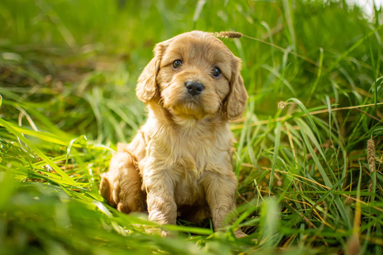 Egy Cavoodle kölyökkutya megvásárlása felelősségvállalást jelent! Vásároljon Cavoodle kölyökkutyákat.