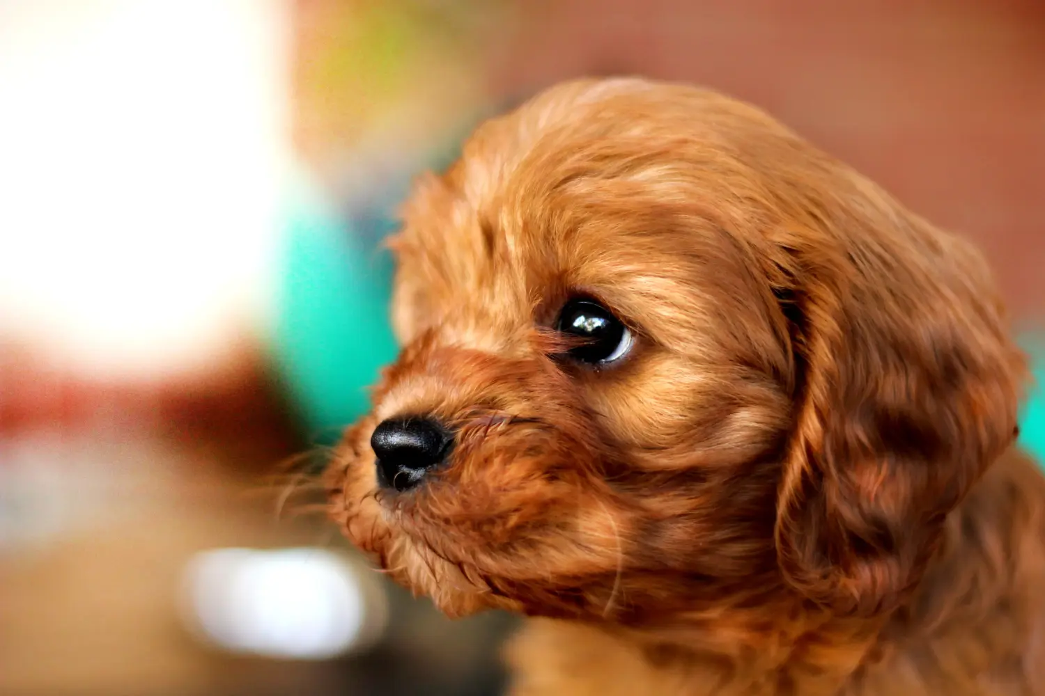 Egy Cavoodle kölyökkutya megvásárlása felelősségvállalást jelent! Vásároljon Cavoodle kölyökkutyákat.