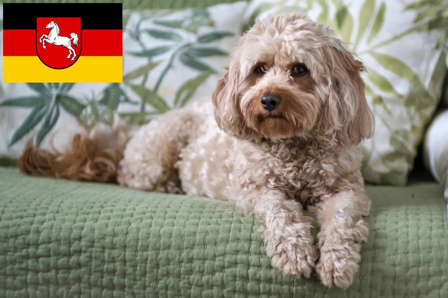 Cavoodle kölyökkutyák és tenyésztők Alsó-Szászország Itt találhat Cavoodles tenyésztőket Alsó-Szászországban.