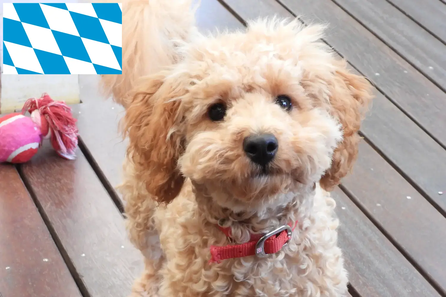 Cavoodle kiskutyák és tenyésztők Bajorország Itt találsz Cavoodles tenyésztőket Bajorországban.