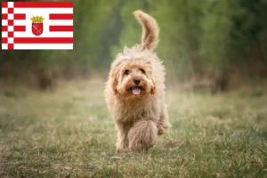 Read more about the article Cavoodle tenyésztők és kölykök Bréma-ban