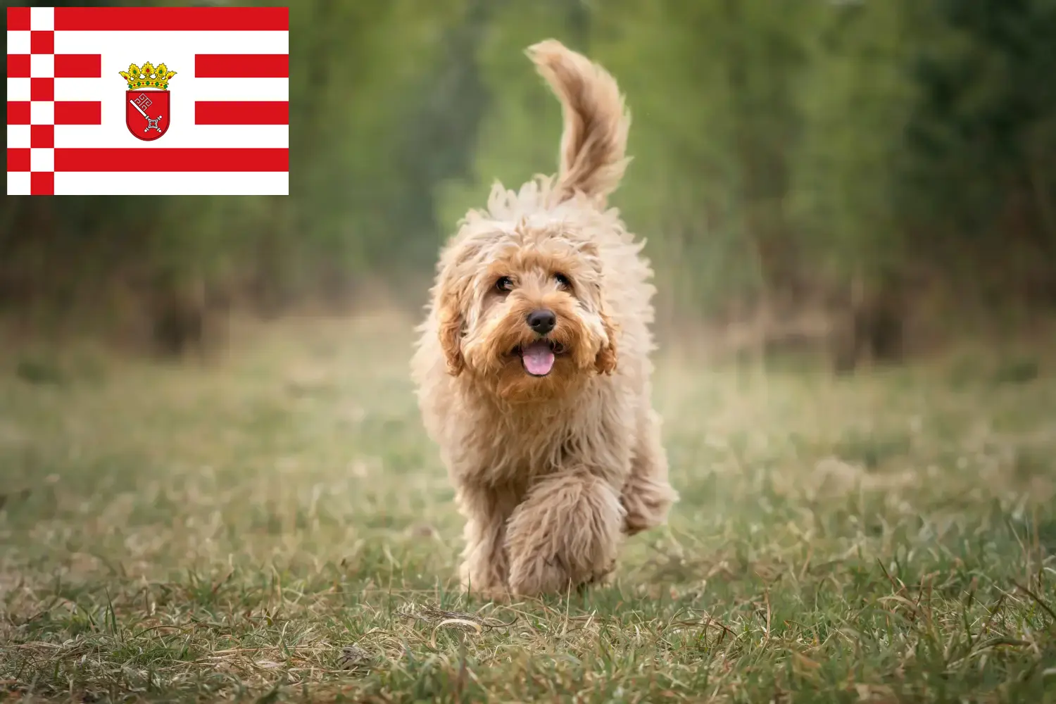 Cavoodle kölykök és tenyésztők Bremen Itt találhat Cavoodles tenyésztőket Brémában.