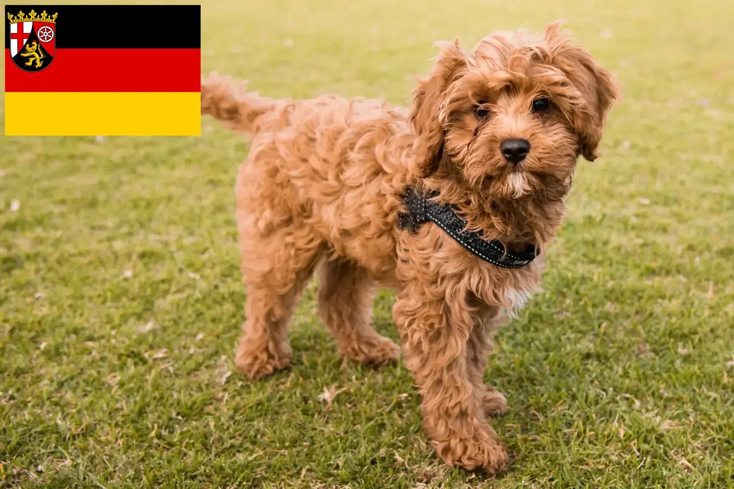Read more about the article Cavoodle tenyésztők és kölykök Rajna-vidék-Pfalzban