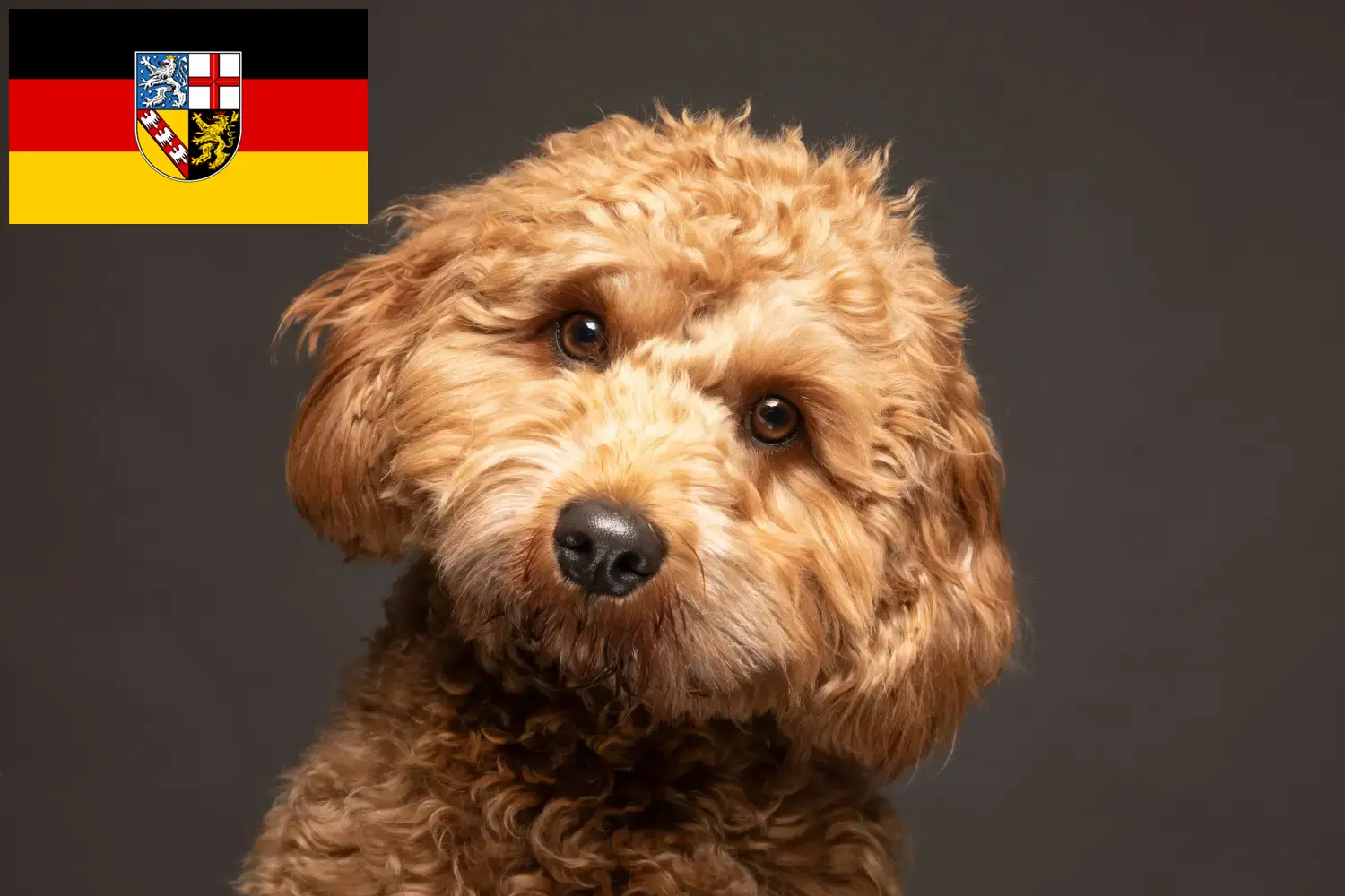 Cavoodle kölyökkutyák és tenyésztők Saar-vidék Itt találsz Cavoodles tenyésztőket Saar-vidéken.