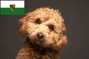 Read more about the article Cavoodle tenyésztők és kölykök Szászországban