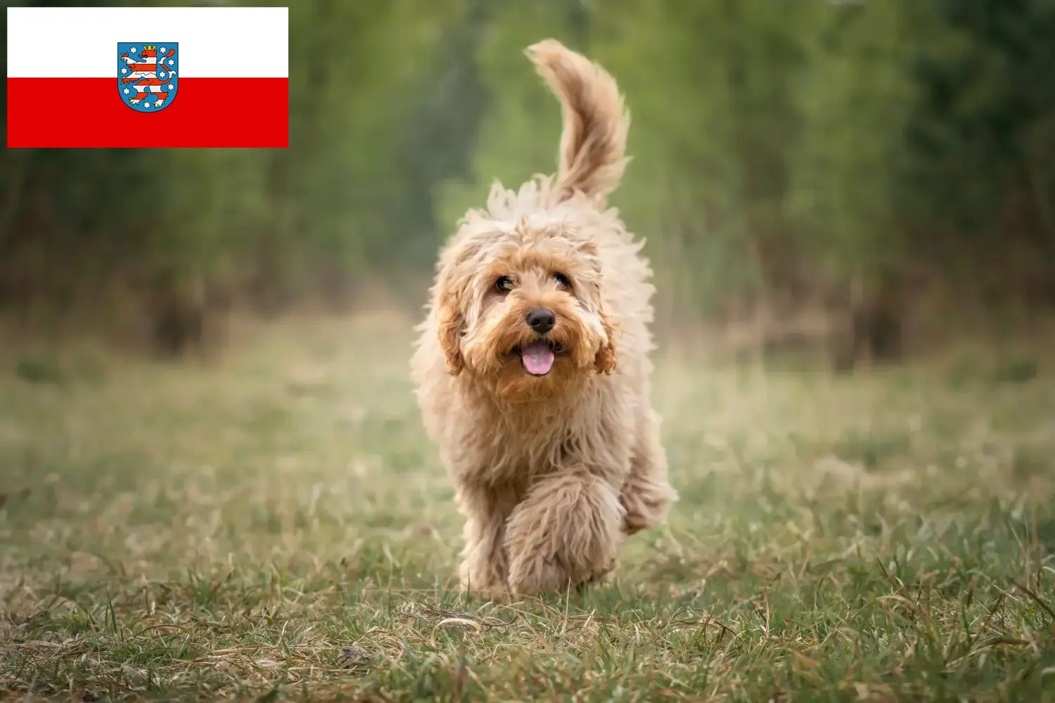 Cavoodle kölykök és tenyésztők Türingia Itt találsz Cavoodles tenyésztőket Türingiában.