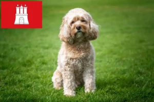 Read more about the article Cavoodle tenyésztők és kölykök Hamburg-ban