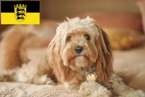 Read more about the article Cavoodle tenyésztők és kölykök Baden-Württembergben