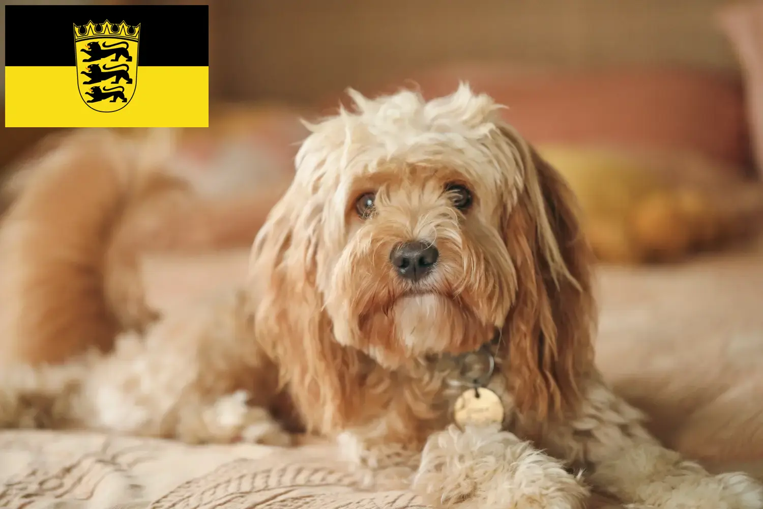 Cavoodle kölyökkutyák és tenyésztők Baden-Württemberg Itt találhat Cavoodles tenyésztőket Baden-Württembergben.