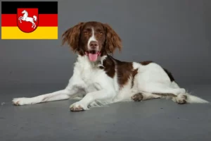 Read more about the article Drentse Patrijshond tenyésztők és kiskutyák Alsó-Szászországban