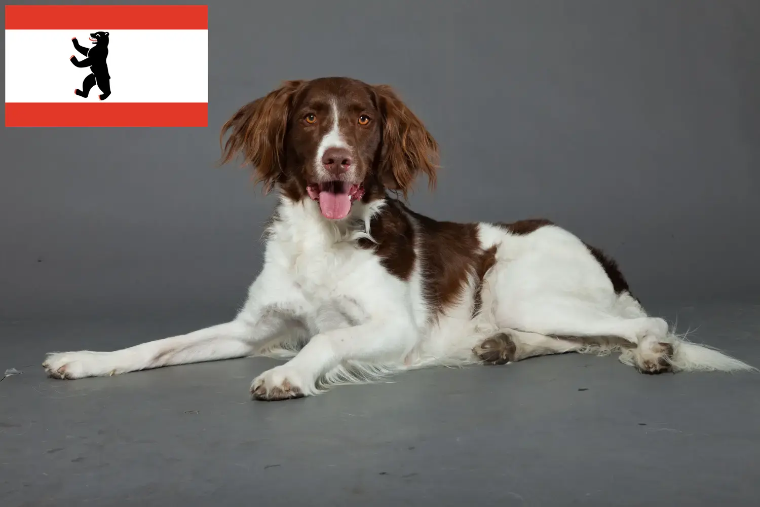 Read more about the article Drentse Patrijshond tenyésztők és kiskutyák Berlinben