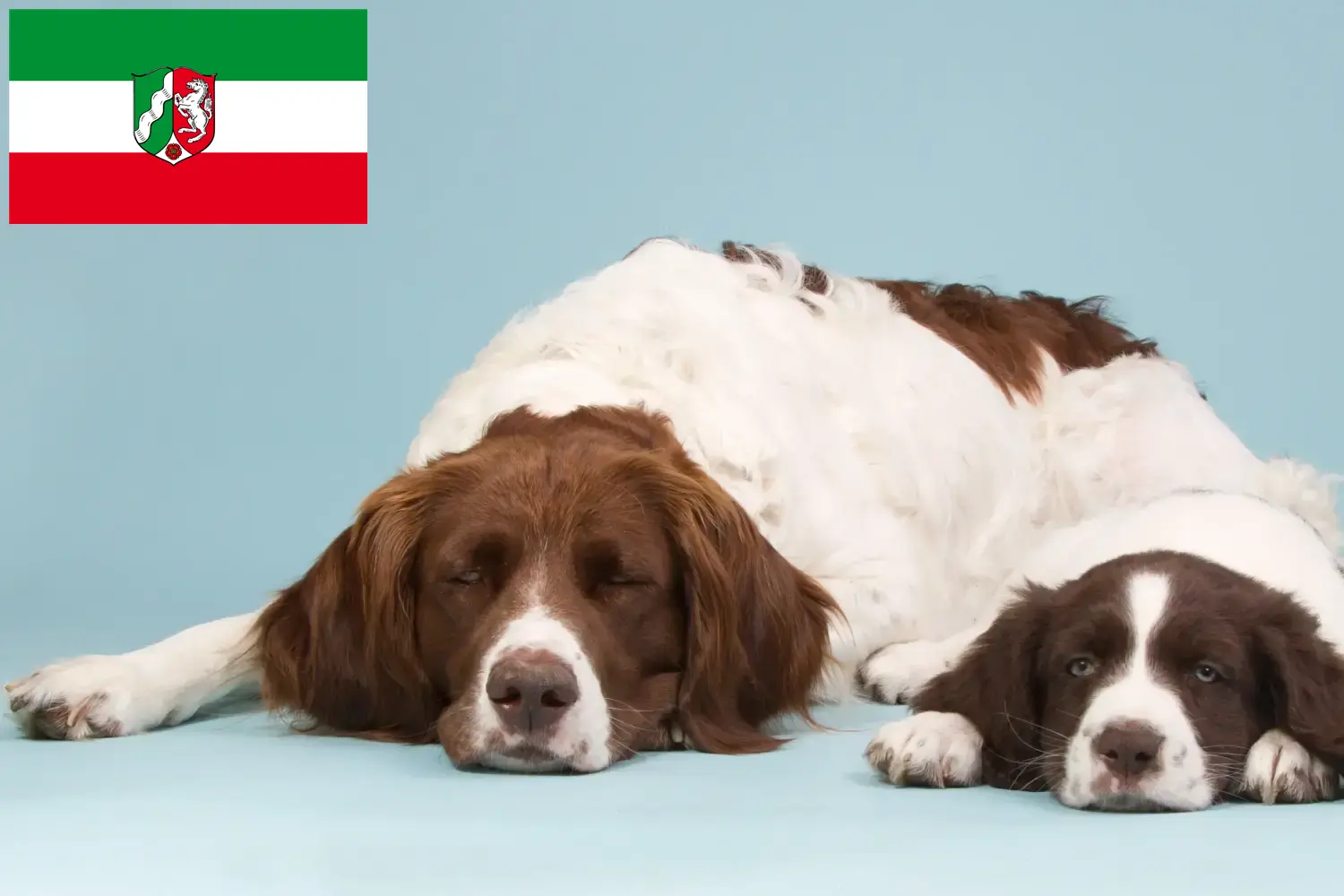 Read more about the article Drentse Patrijshond tenyésztők és kiskutyák Észak-Rajna-Vesztfália területén